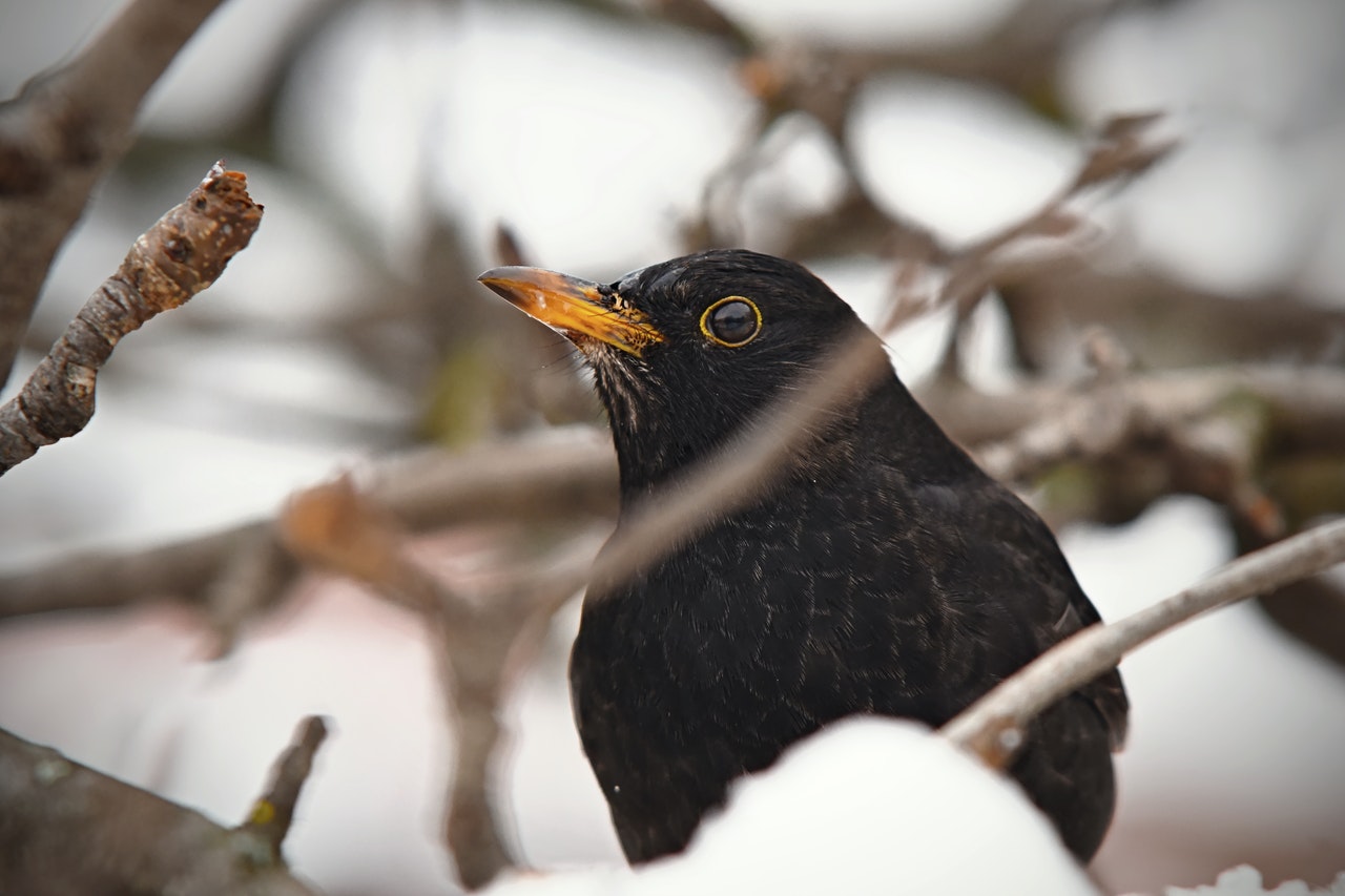 Kell-e aggódni, amiért januárban énekelnek a madarak?