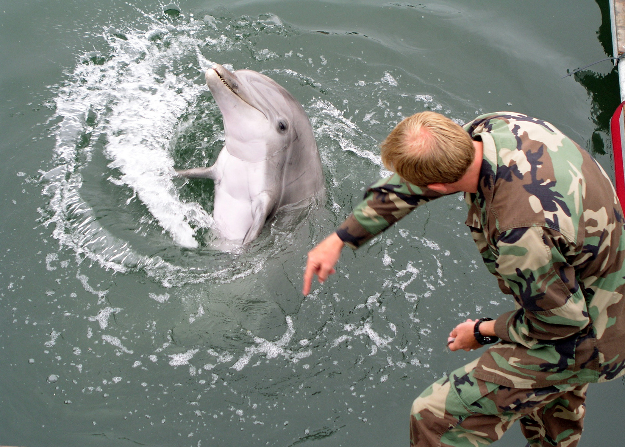 USA: harci delfinekkel védik az orosz fekete-tengeri flottát