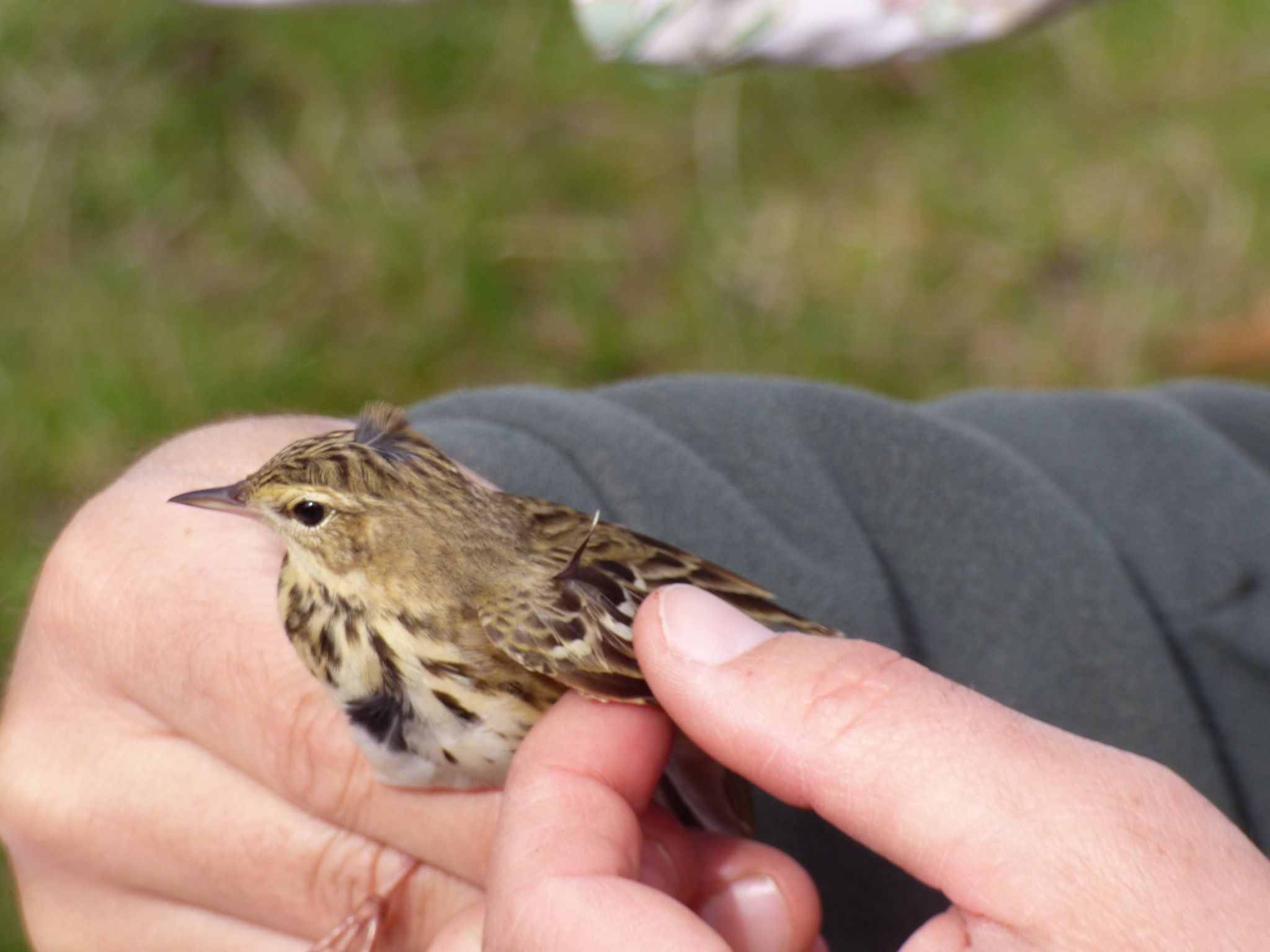 Ritkábban látható madár is akadt a Milvus első tavaszi madárgyűrűzésen