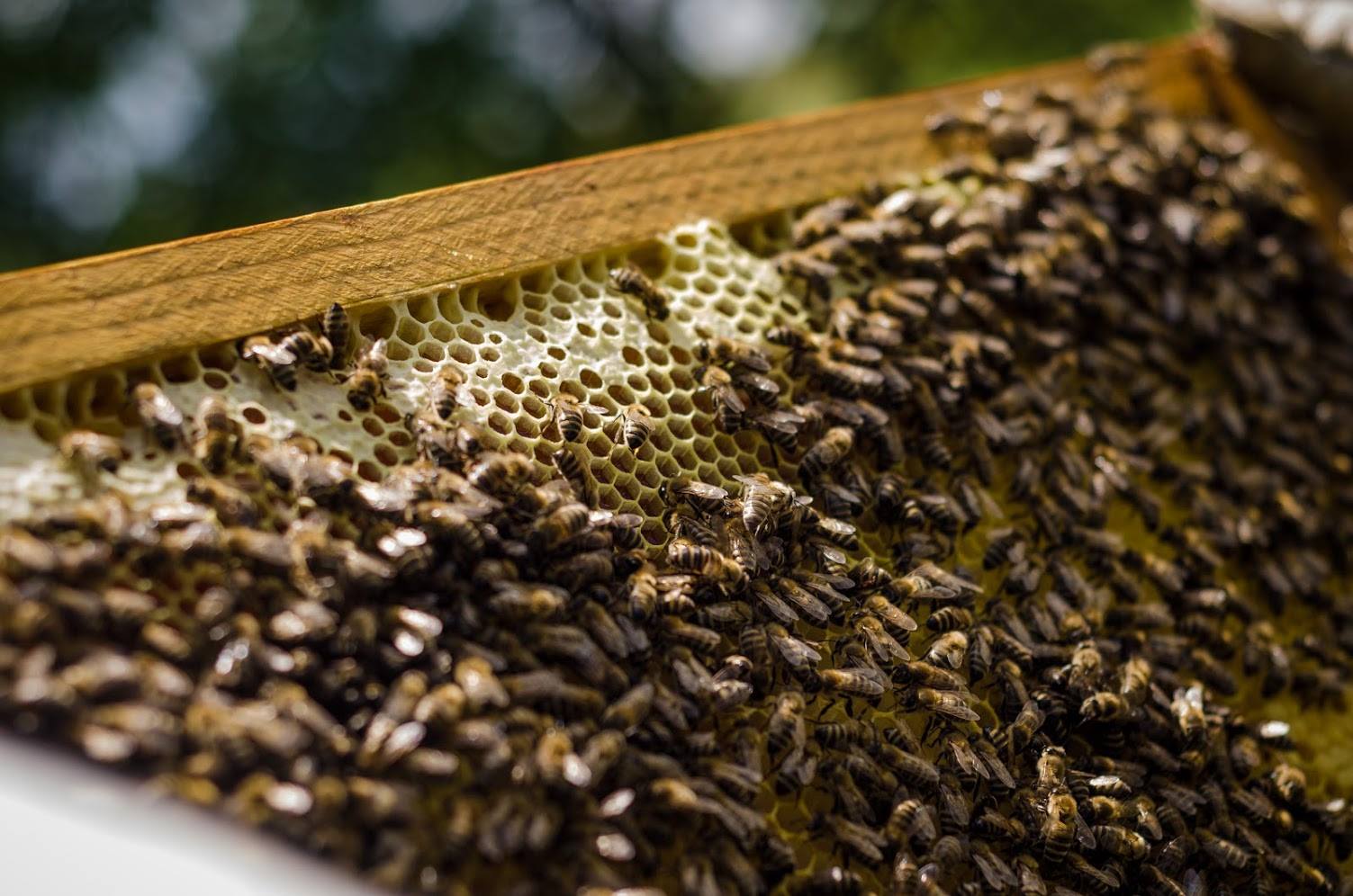„Tanulhatnánk a méhektől rend és szervezettség terén”