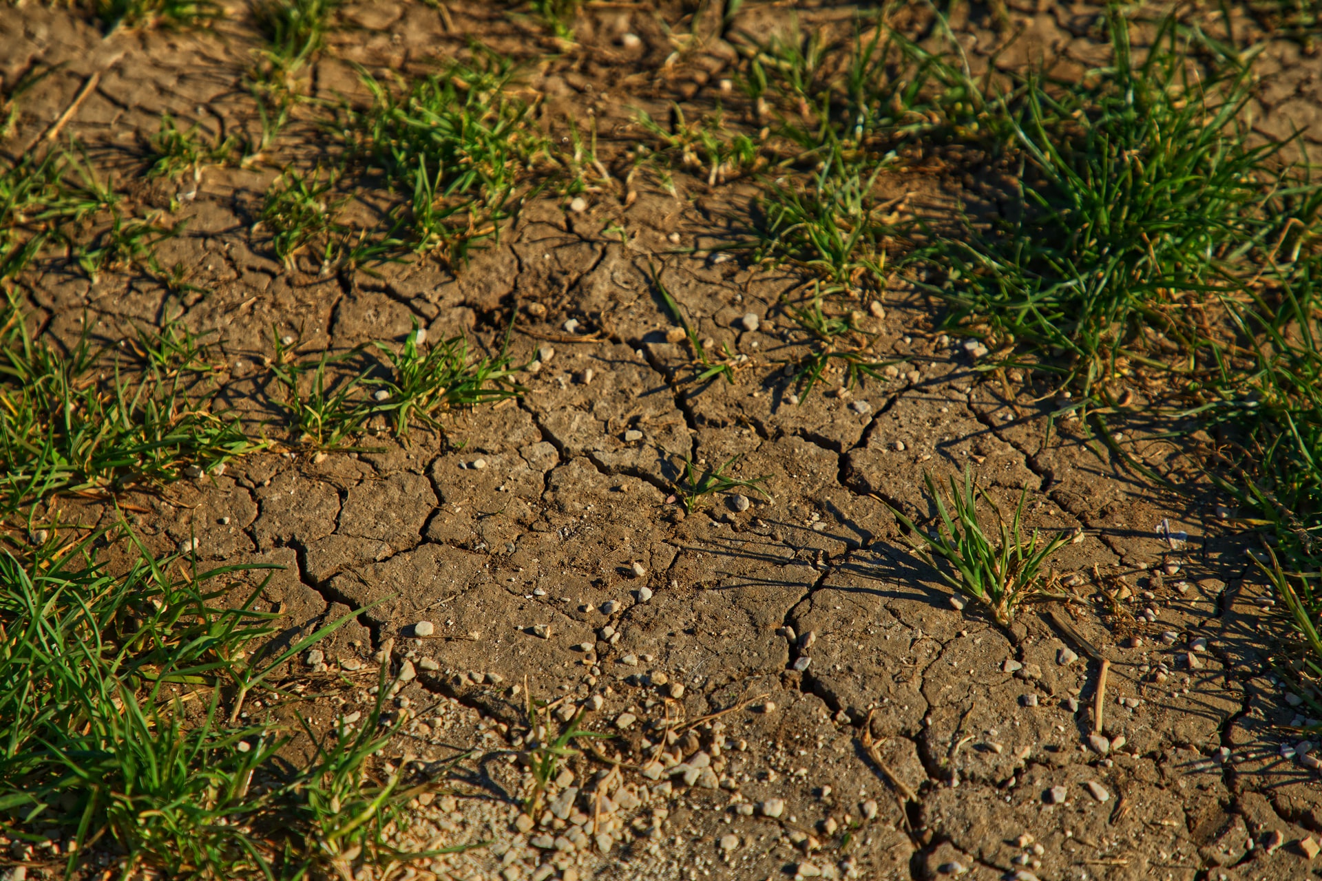 Erőteljesen érezhető, de nem a legrosszabb a szárazság hatása Kolozs megyében