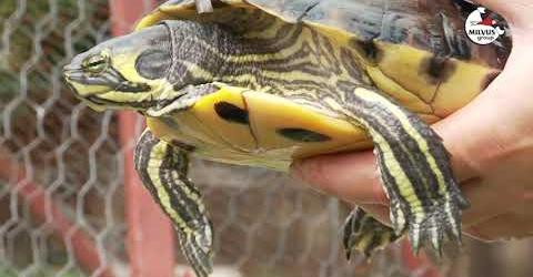 „Szabadság, teknős elvtárs!”, avagy tekenyővel az ismeretlenbe