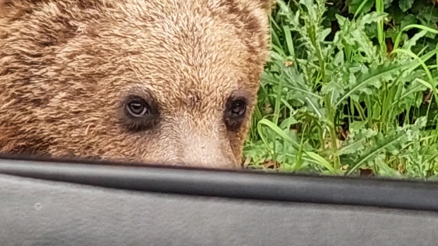 Kitiltják a Szent Anna-tó környékéről azokat, akik medvét etetnek