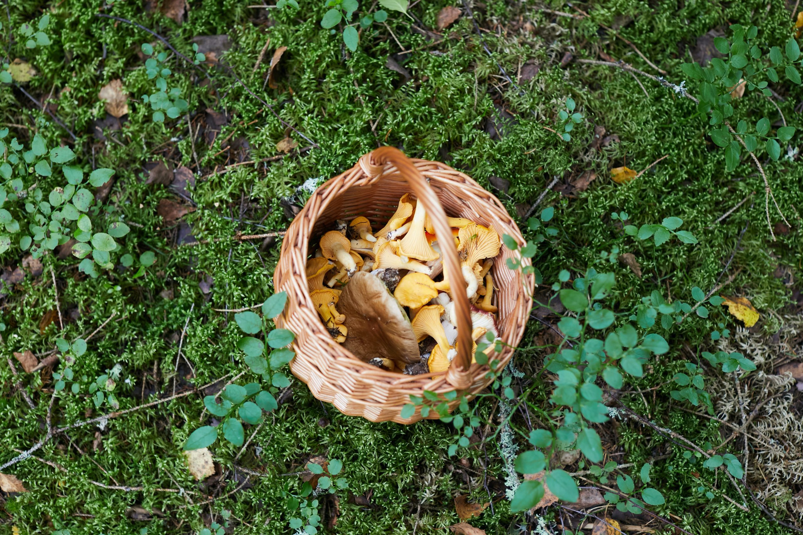 Mire figyeljünk az őszi gombaszezonban?