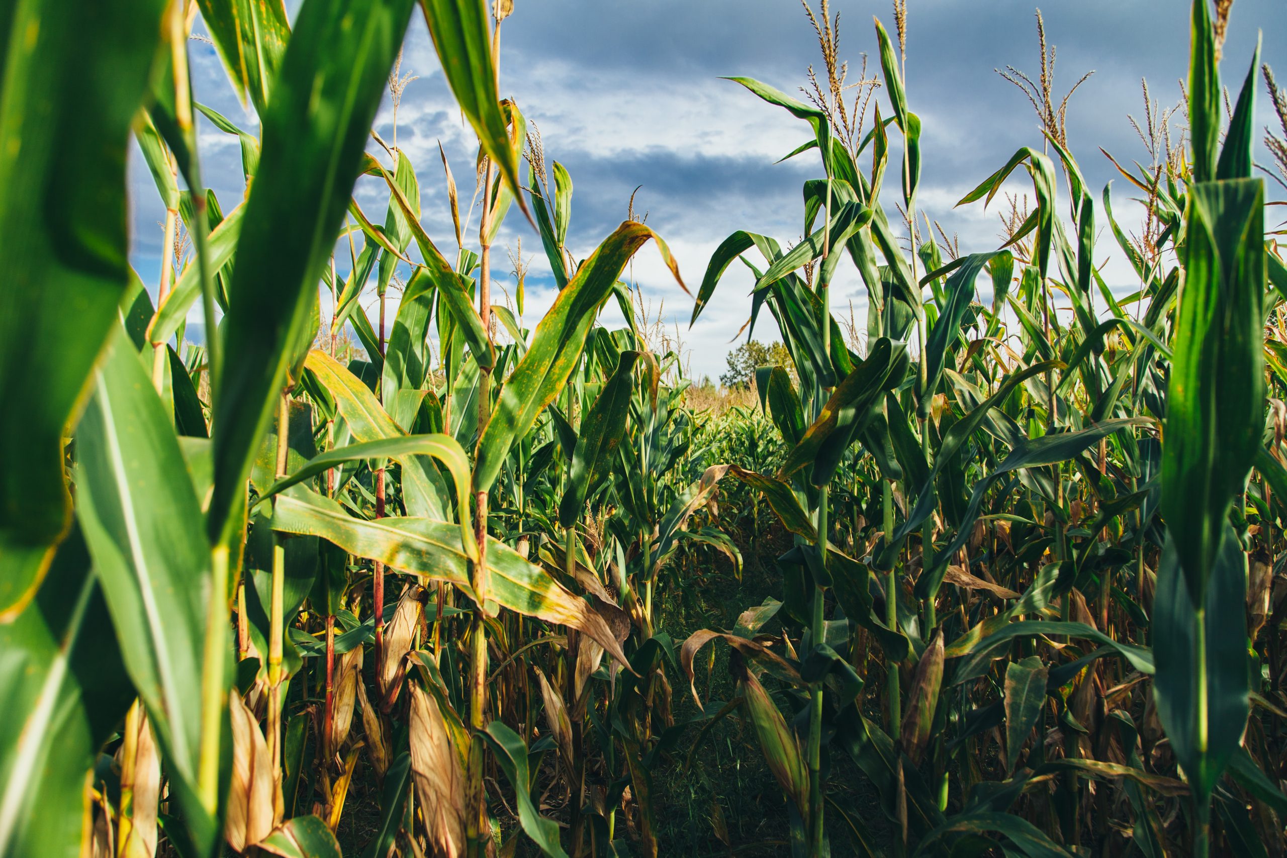 Miniszter: az elmúlt 15 év leggyengébb kukoricatermése várható