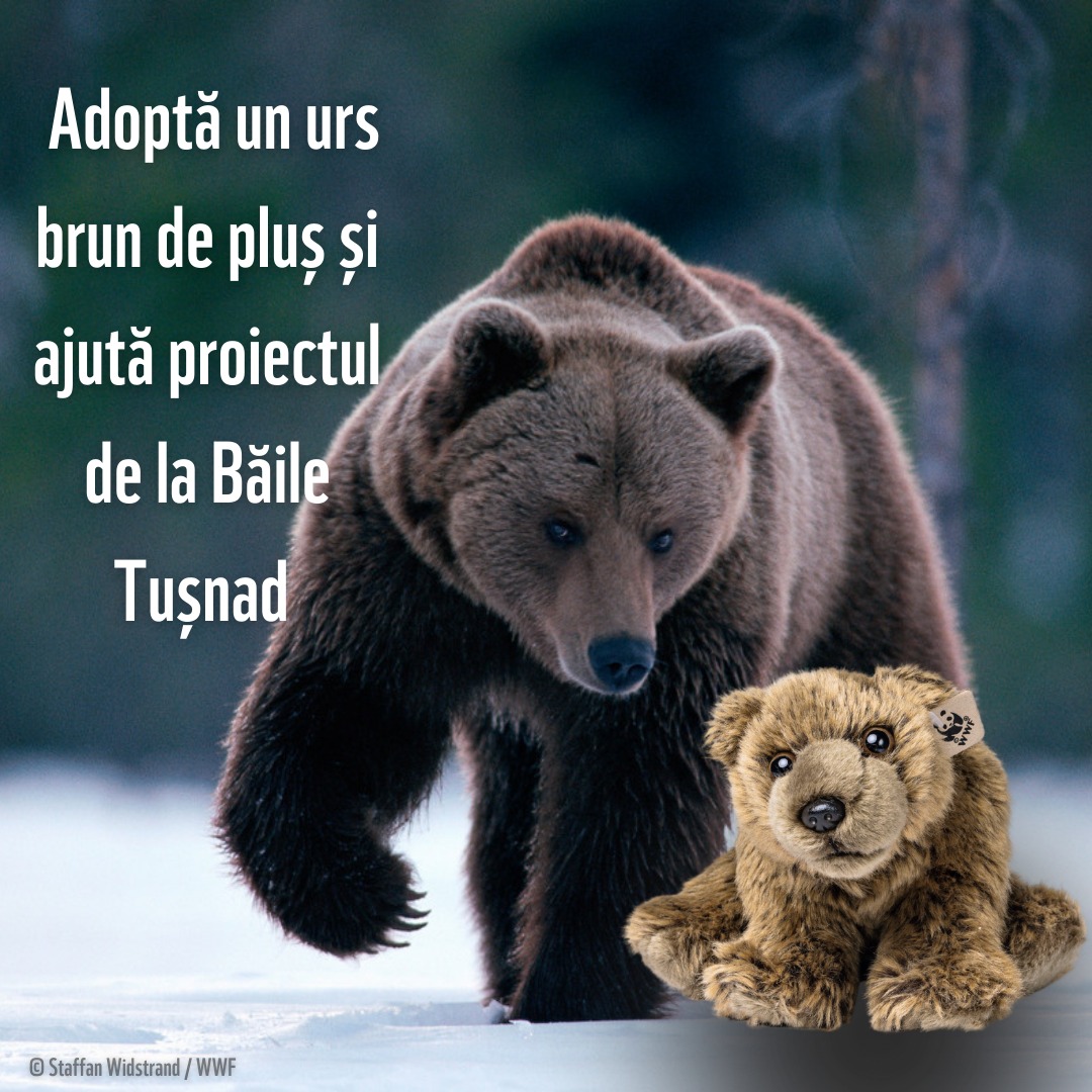 „A medvét nem hívják Ursus Sapiensnek”