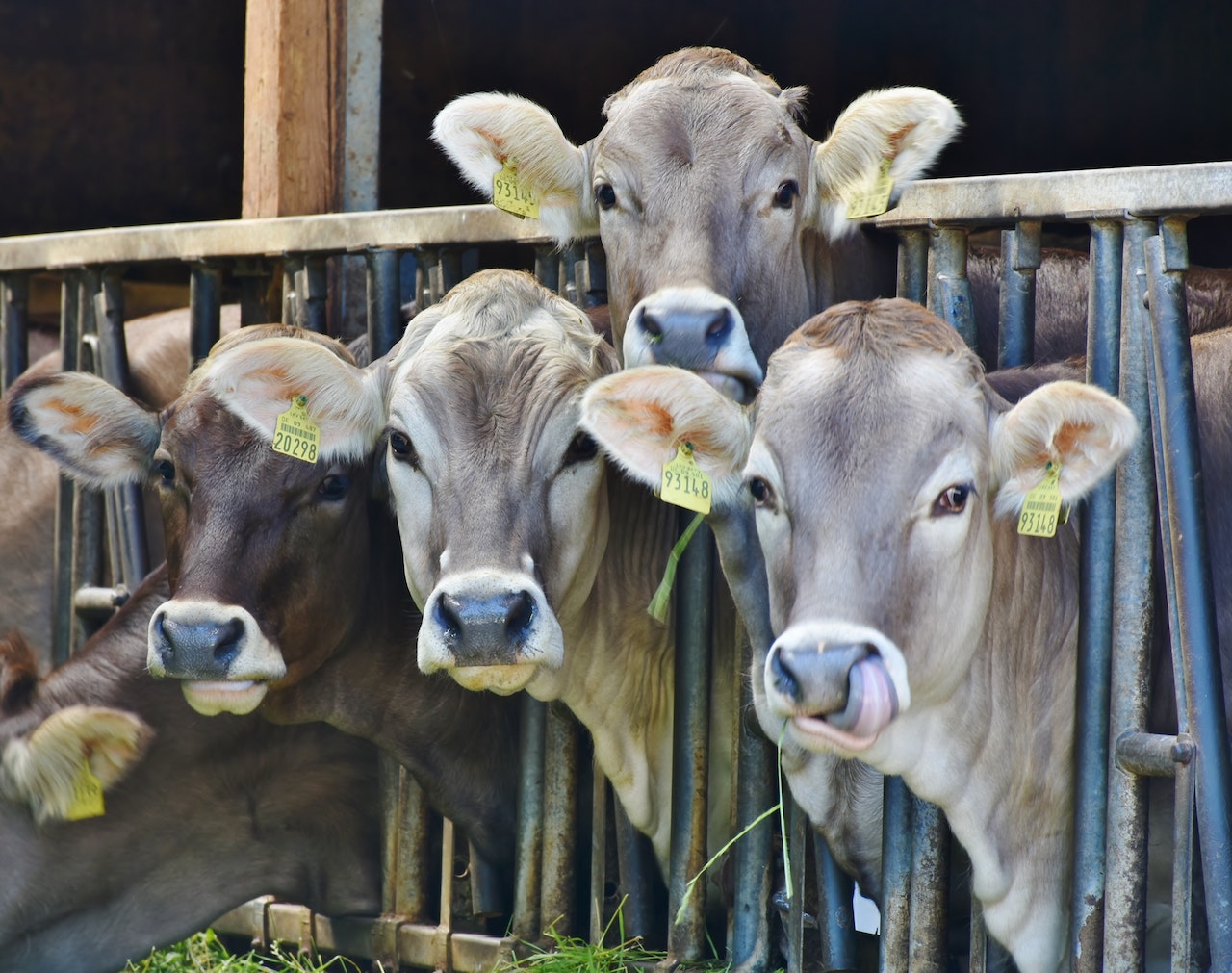 EU: mérsékelni kell a gazdaságok metán- és ammóniakibocsátását az állatállomány-csökkentésével