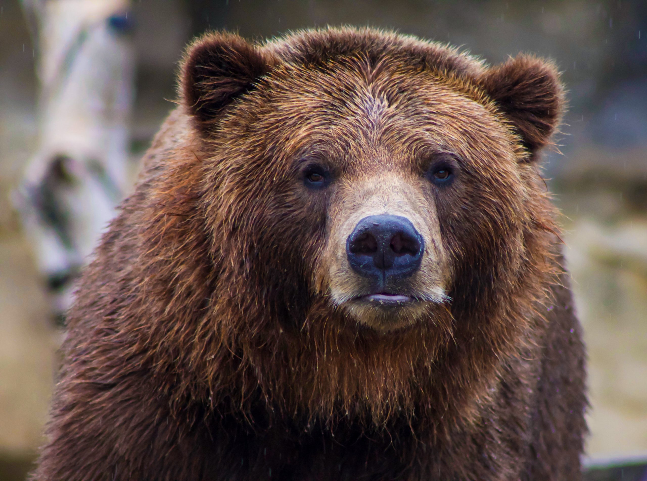 Tánczos Barna: a medvét Romániában nem fenyegeti a kihalás veszélye