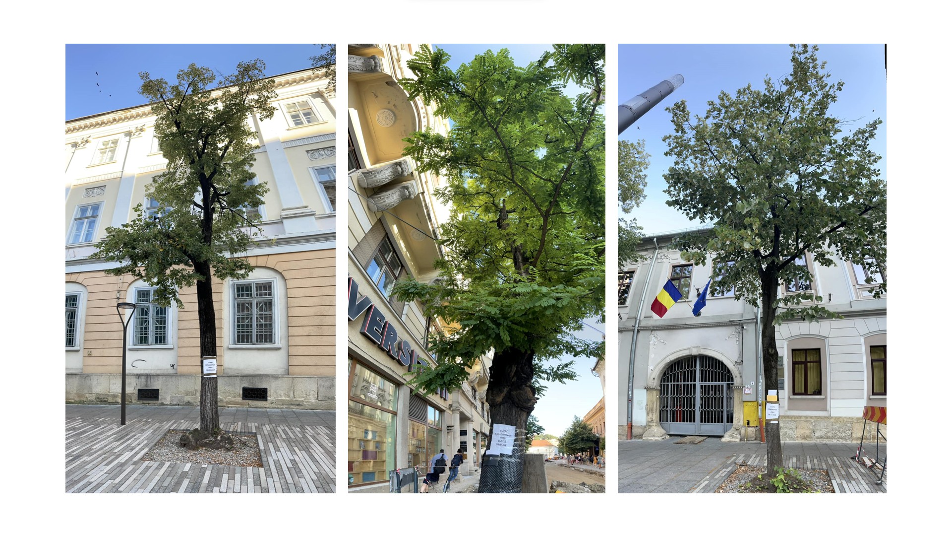 Emil Boc: megmarad az Egyetem utcai fák többsége