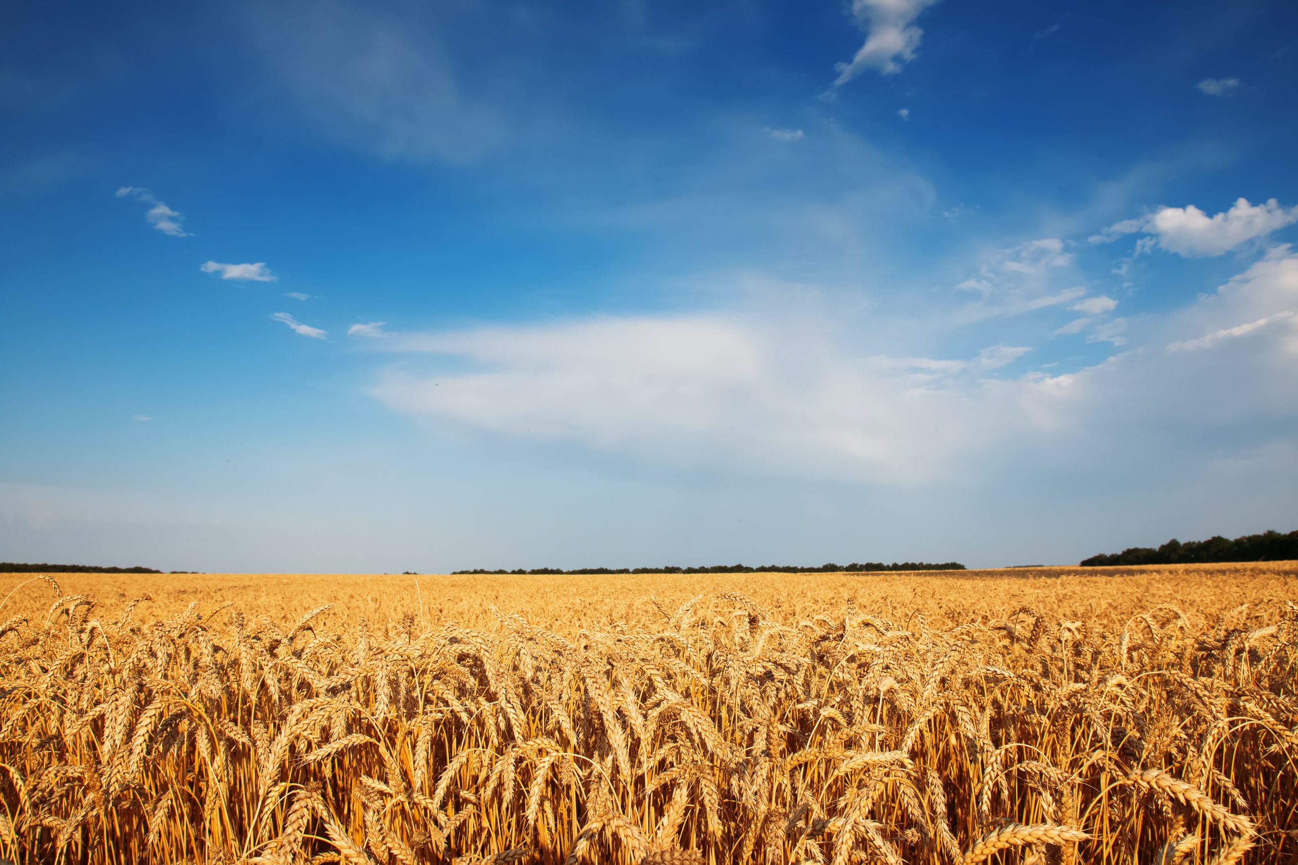 Nem hosszabbította meg az EB az ukrán gabonaimport tilalmát