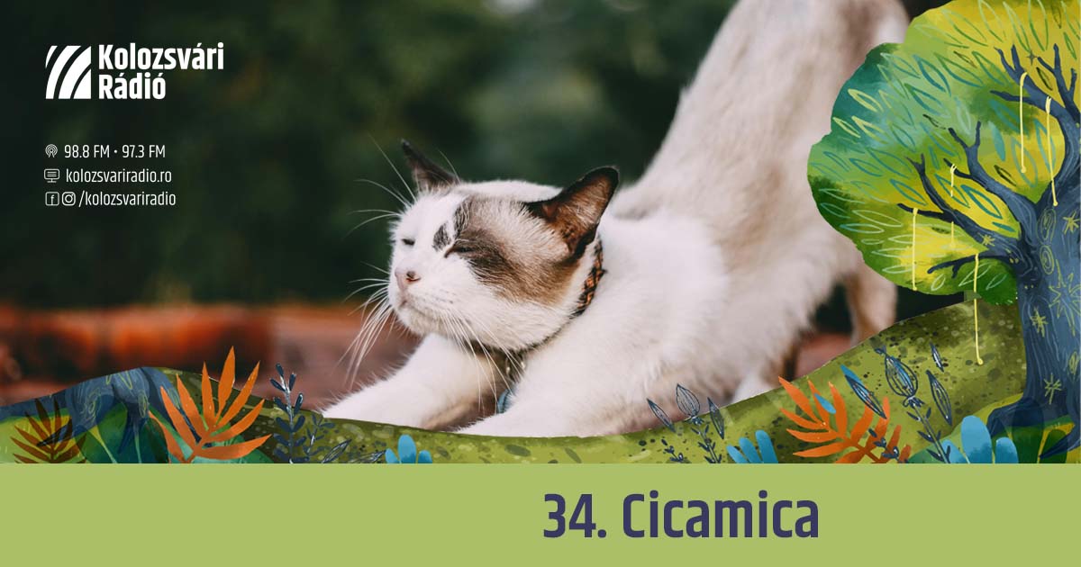 Mese #34: Cicamica