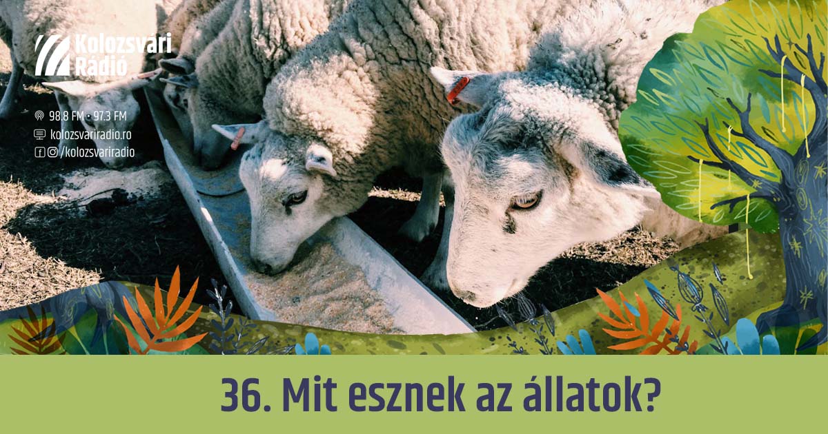 Mese #36: Mit esznek az állatok?