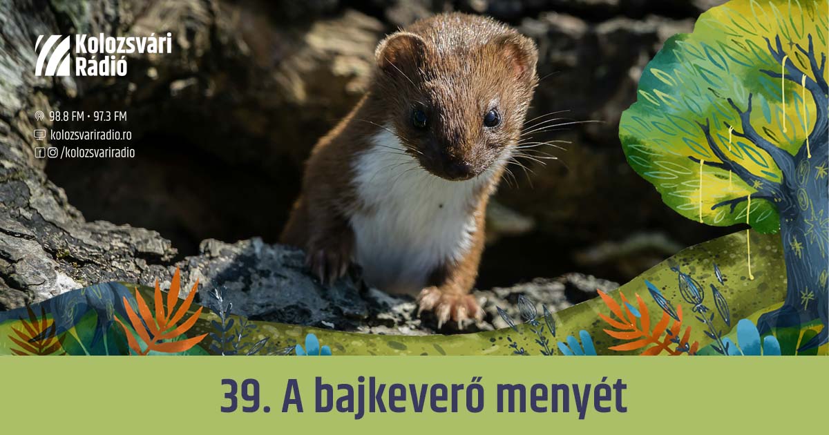 Mese #39: A bajkeverő menyét