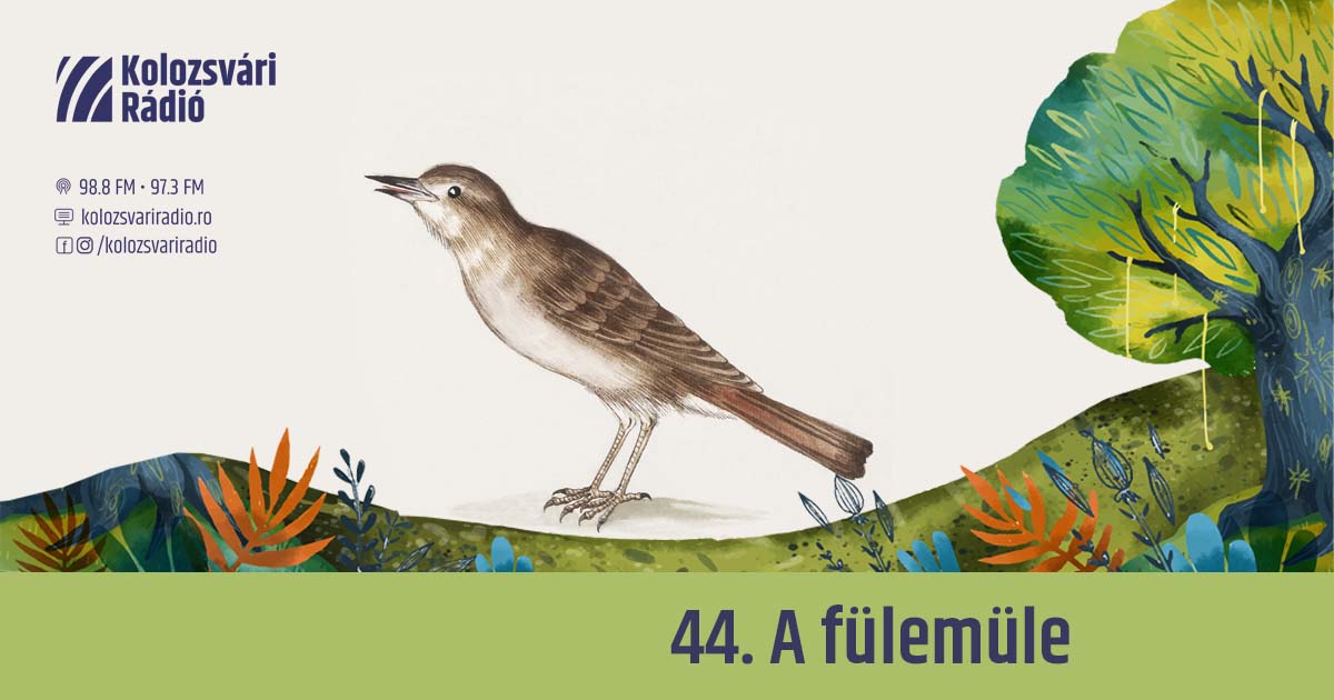 Mese #44: A fülemüle