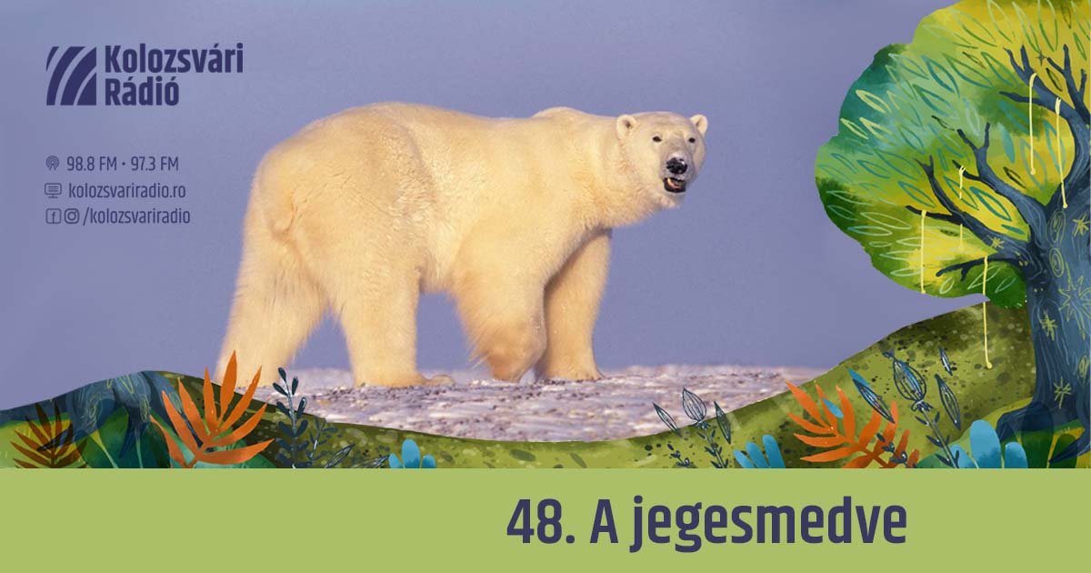 Mese #48: A jegesmedve