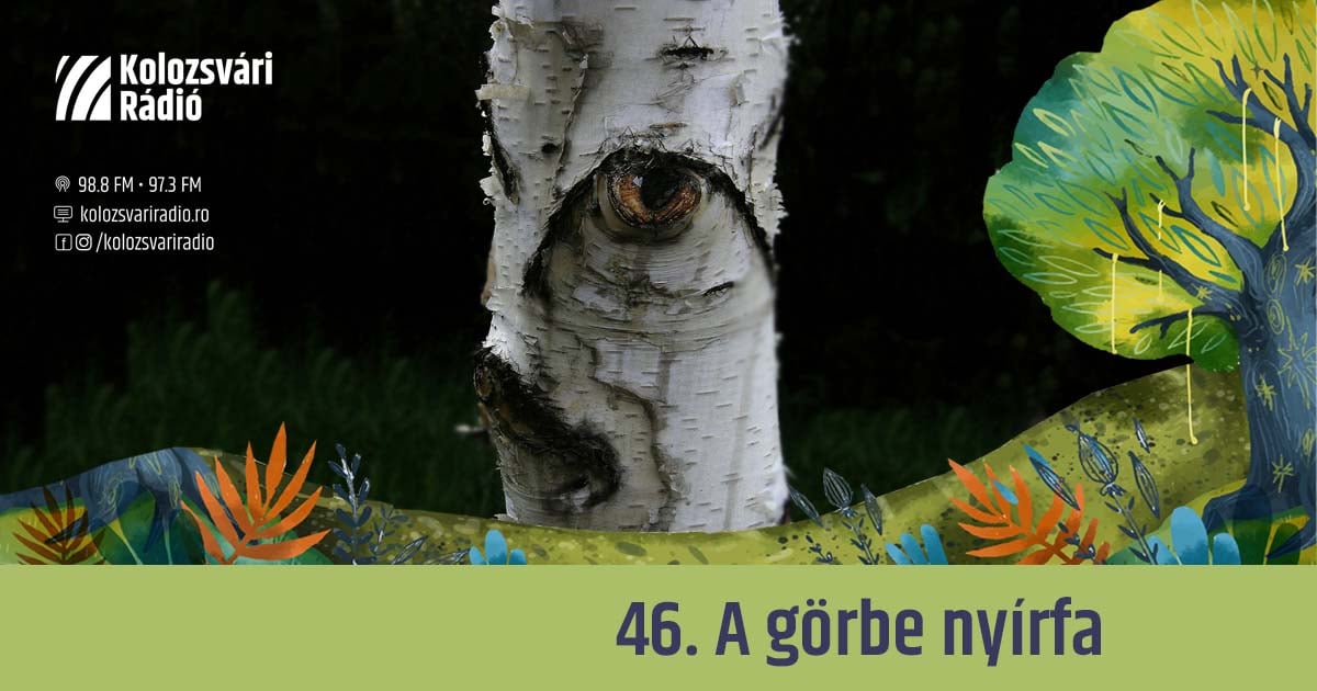 Mese #46: A görbe nyírfa