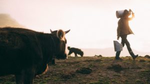 Túlnyomóan import tejtermékek vannak a boltokban