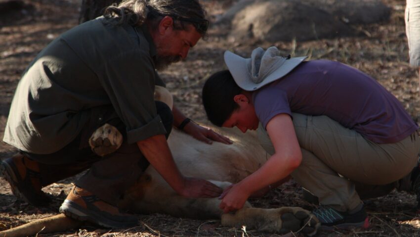 A Somostető és Zimbabwe között – vet4wild választható háttérrel A Somostető és Zimbabwe között – vet4wild választható háttérrel