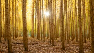 Alig ültettünk erdőt, pedig lett volna rá pénz