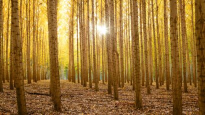 Alig ültettünk erdőt, pedig lett volna rá pénz