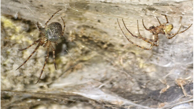 A nemezhez hasonlít a barlangi „pókháló”