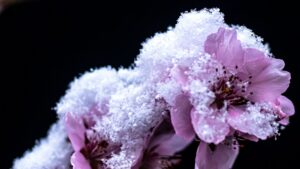 Rendkívüli támogatás a tavalyi fagyok miatt