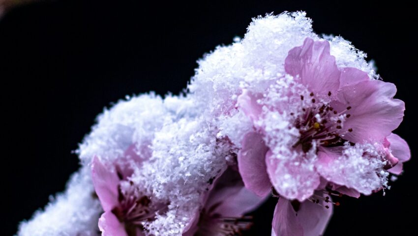 Rendkívüli támogatás a tavalyi fagyok miatt