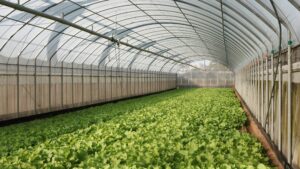 Várhatóan drágábbak lesznek a korai zöldségek