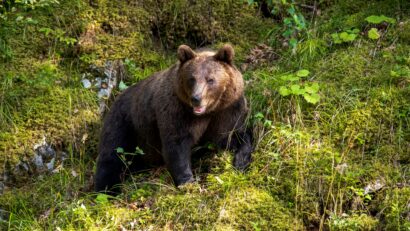 Megduplázták a két év alatt kilőhető medvék számát