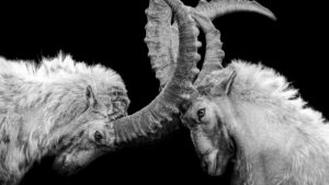 Seveledsenélküled: a legújabb epizód