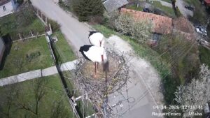 Nem maradt üresen a magyarfenesi gólyafészek