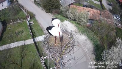 Nem maradt üresen a magyarfenesi gólyafészek