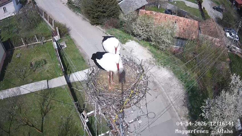 Nem maradt üresen a magyarfenesi gólyafészek