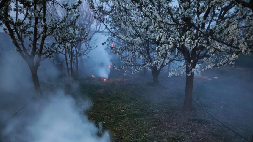 Jelentős a fagykárosodás a gyümölcsfáknál