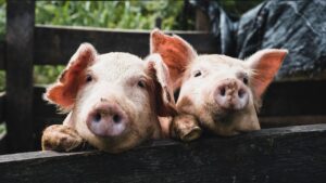 Törvénycsomaggal segítenék a sertés- és a szarvasmarha-tenyésztőket
