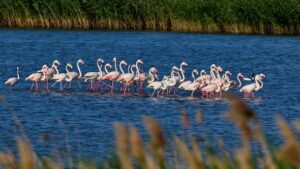 Flamingók költöznek Romániába?