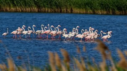 Flamingók költöznek Romániába?