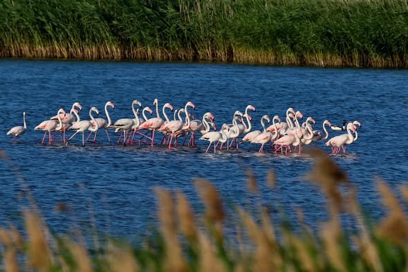 Flamingók költöznek Romániába?